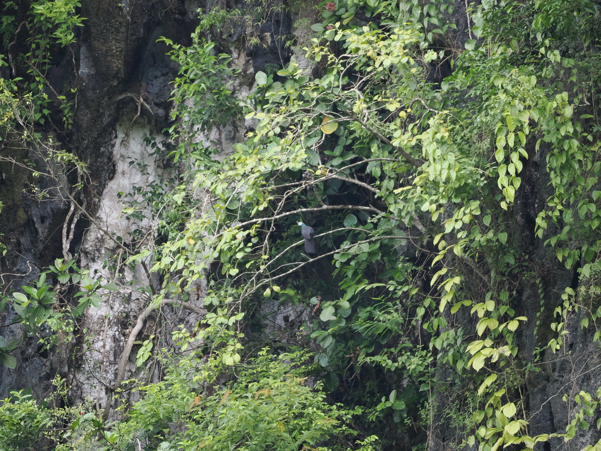 White-faced Cuckoo-Dove (Turacoena manadensis), photo 3