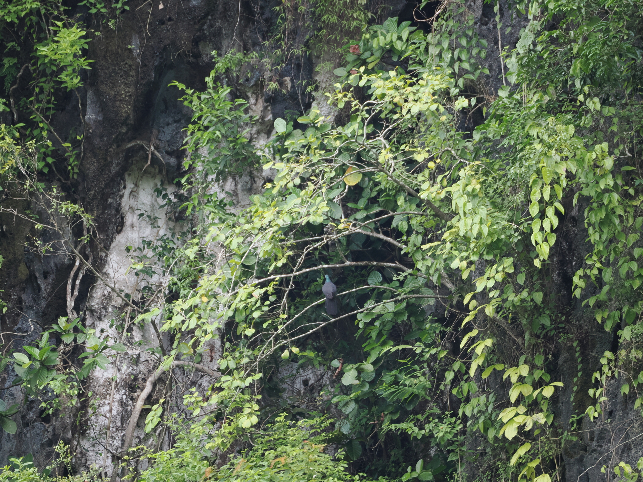 White-faced Cuckoo-Dove (Turacoena manadensis), photo 1