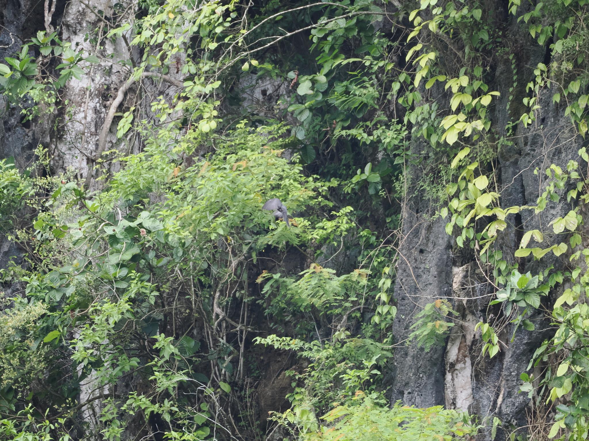 White-faced Cuckoo-Dove (Turacoena manadensis), photo 2