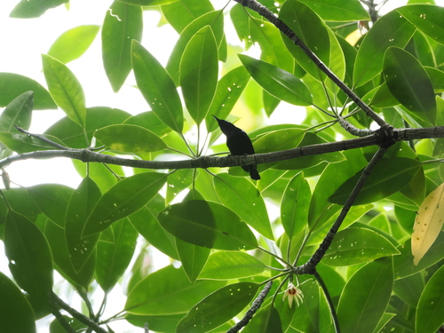 Black Sunbird (Leptocoma aspasia), photo 6