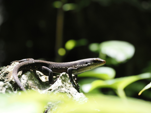 Eutropis rudis