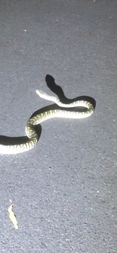 Coastal Carpet Python sighting