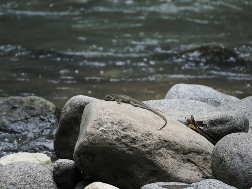 (Sulawesi) Sailfin Lizard, Hydrosaurus microlophus