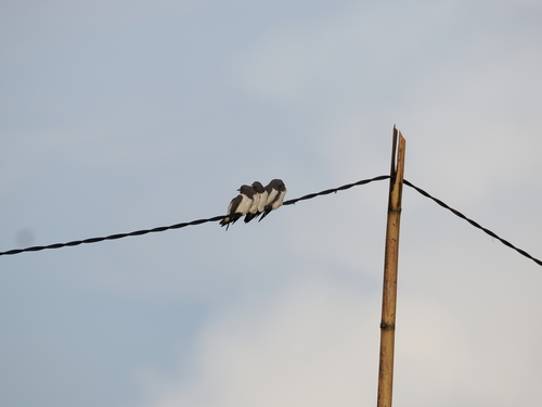 Artamus leucorhynchos