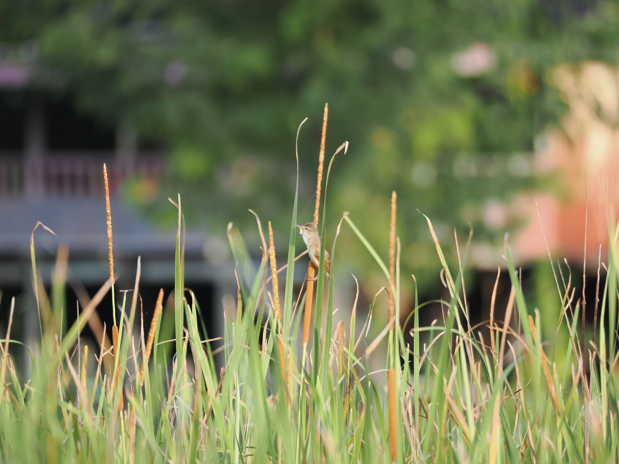 Clamorous Reed Warbler