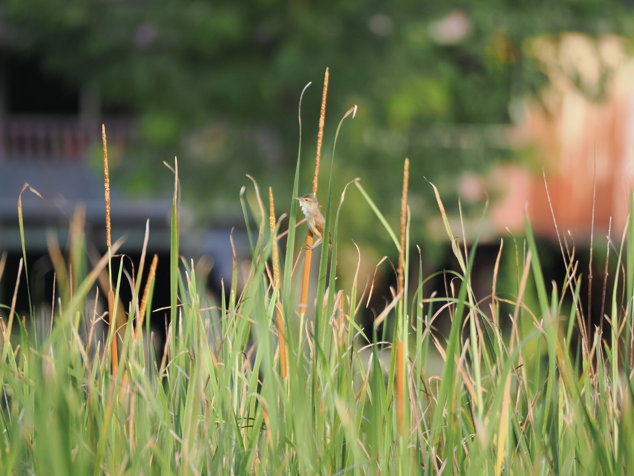 Clamorous Reed Warbler