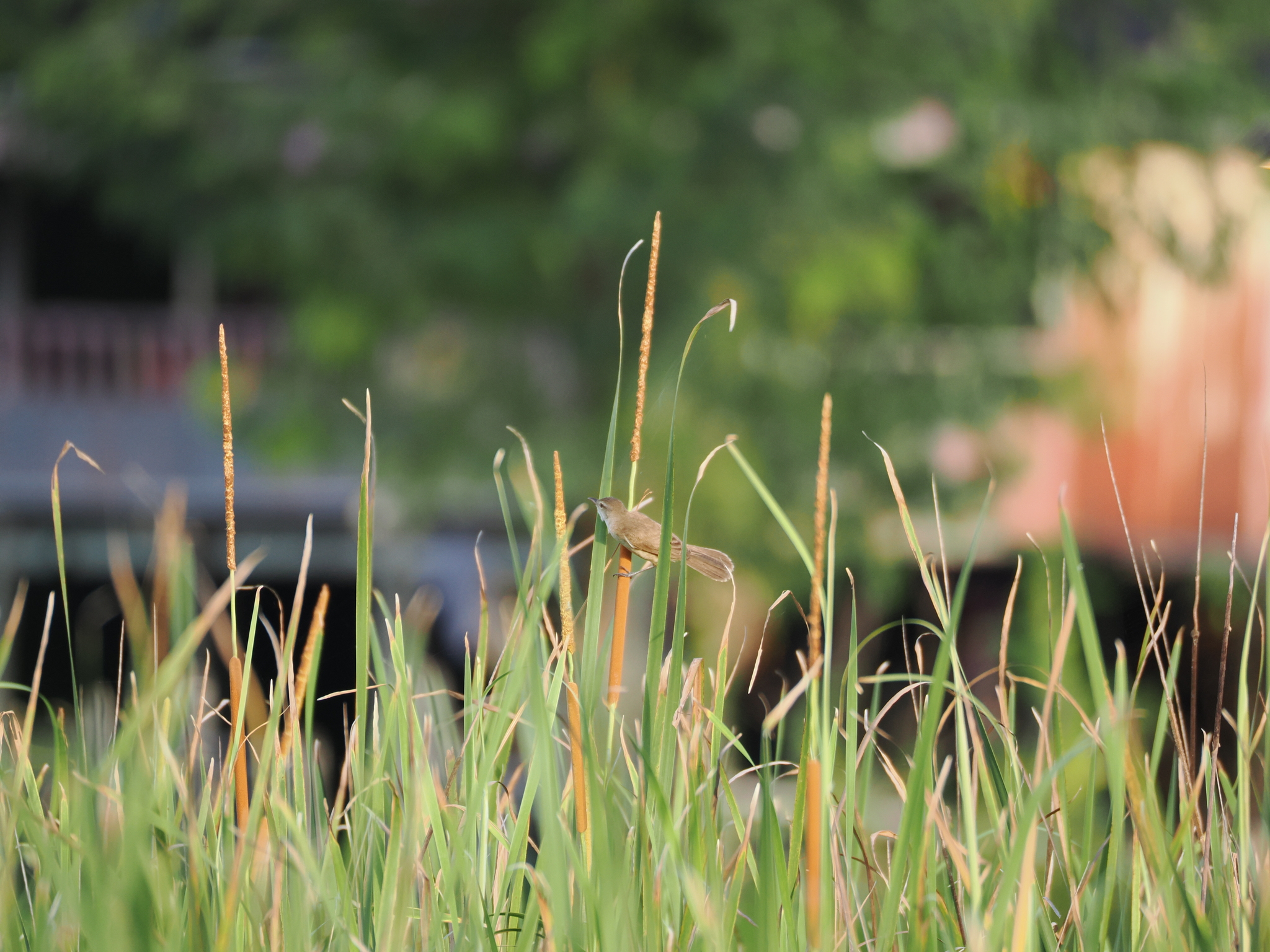 Clamorous Reed Warbler