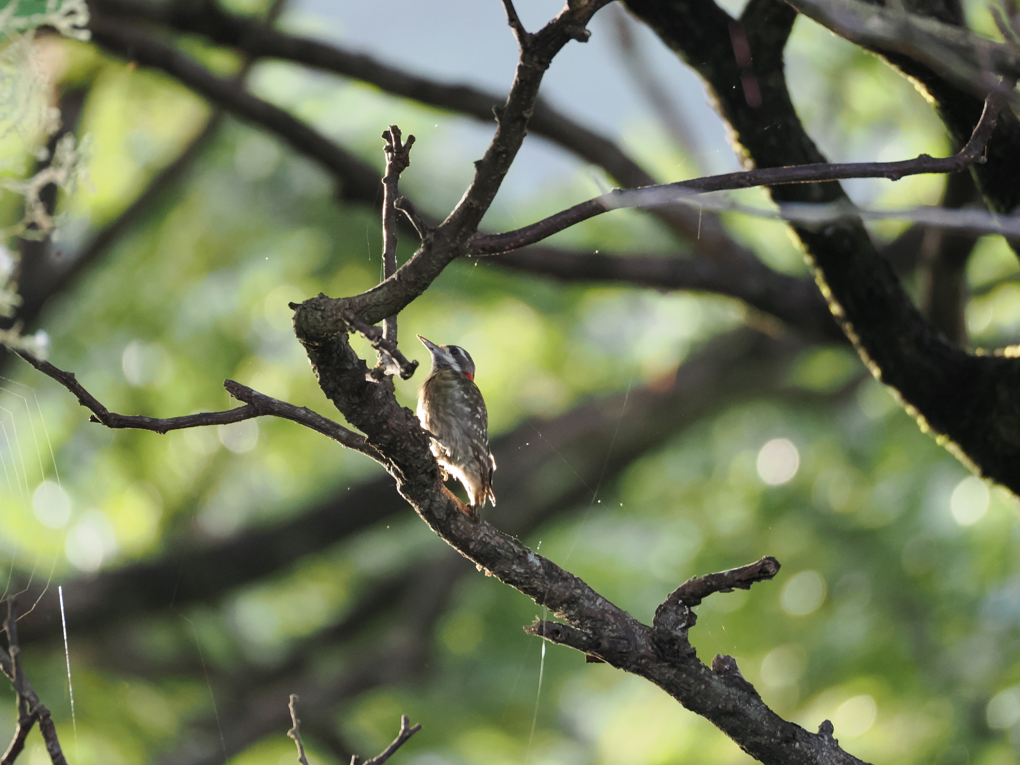 Sulawesi Pygmy Woodpecker (Yungipicus temminckii), photo 2