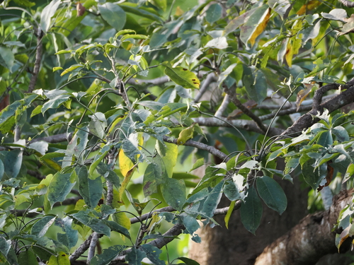 Lemon-bellied White-eye (Zosterops chloris), photo 7