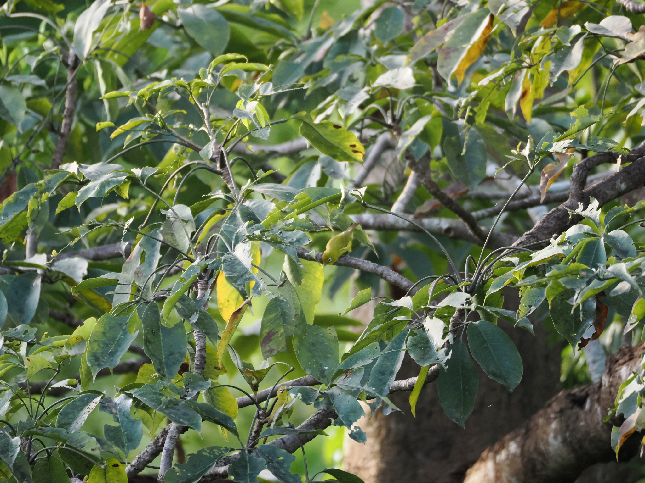 Lemon-bellied White-eye (Zosterops chloris), photo 6