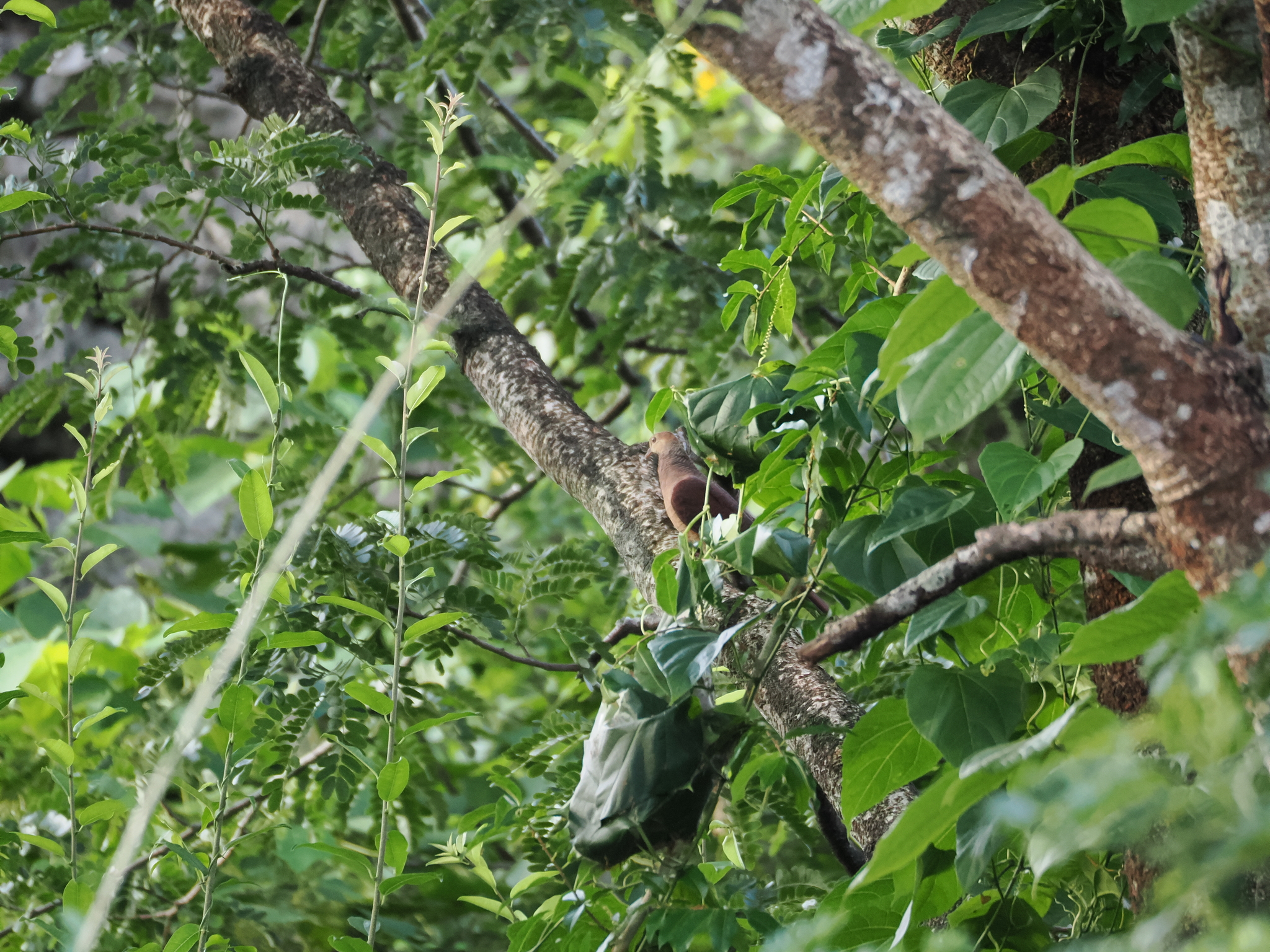 Sultan's Cuckoo-Dove (Macropygia doreya), photo 2
