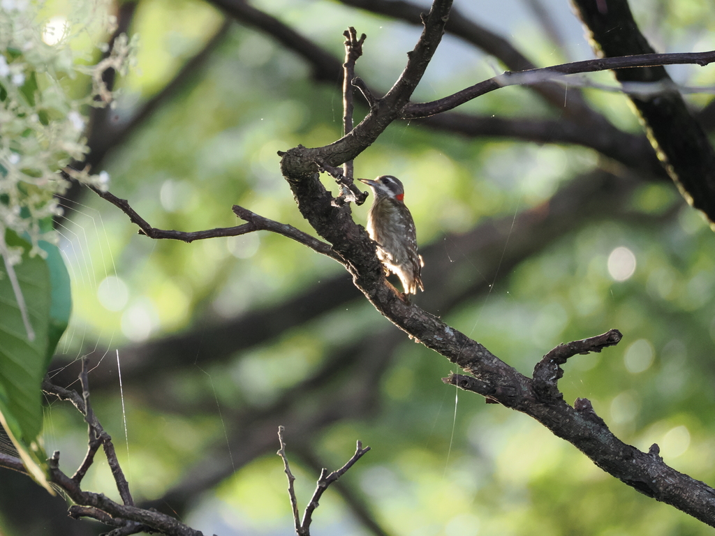 Sulawesi Pygmy Woodpecker (Yungipicus temminckii)