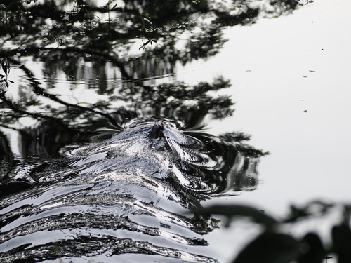Togian Water Monitor, Varanus togianus
