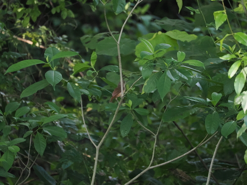 Sulawesi Babbler (Pellorneum celebense), photo 2