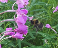 Bombus flavidus