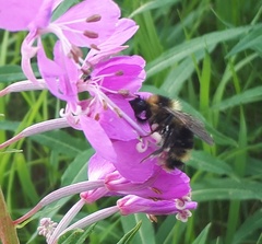 Bombus flavidus
