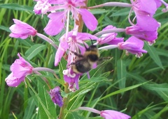 Bombus flavidus