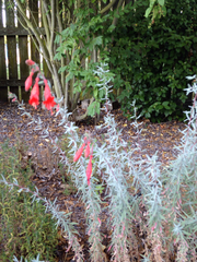 Epilobium canum angustifolium