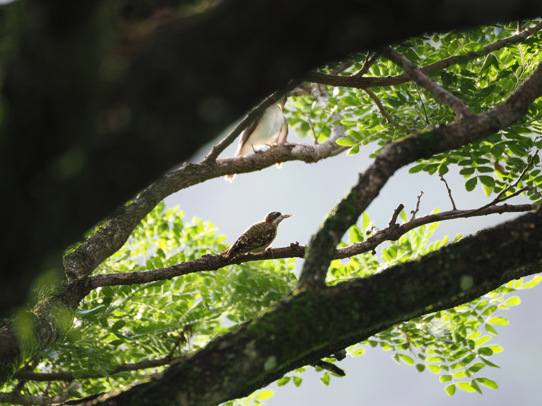 Sulawesi Pygmy Woodpecker (Yungipicus temminckii), photo 4