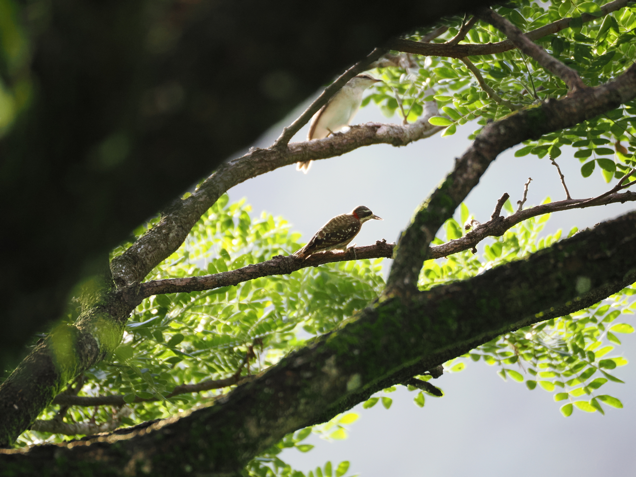 Sulawesi Pygmy Woodpecker (Yungipicus temminckii), photo 3
