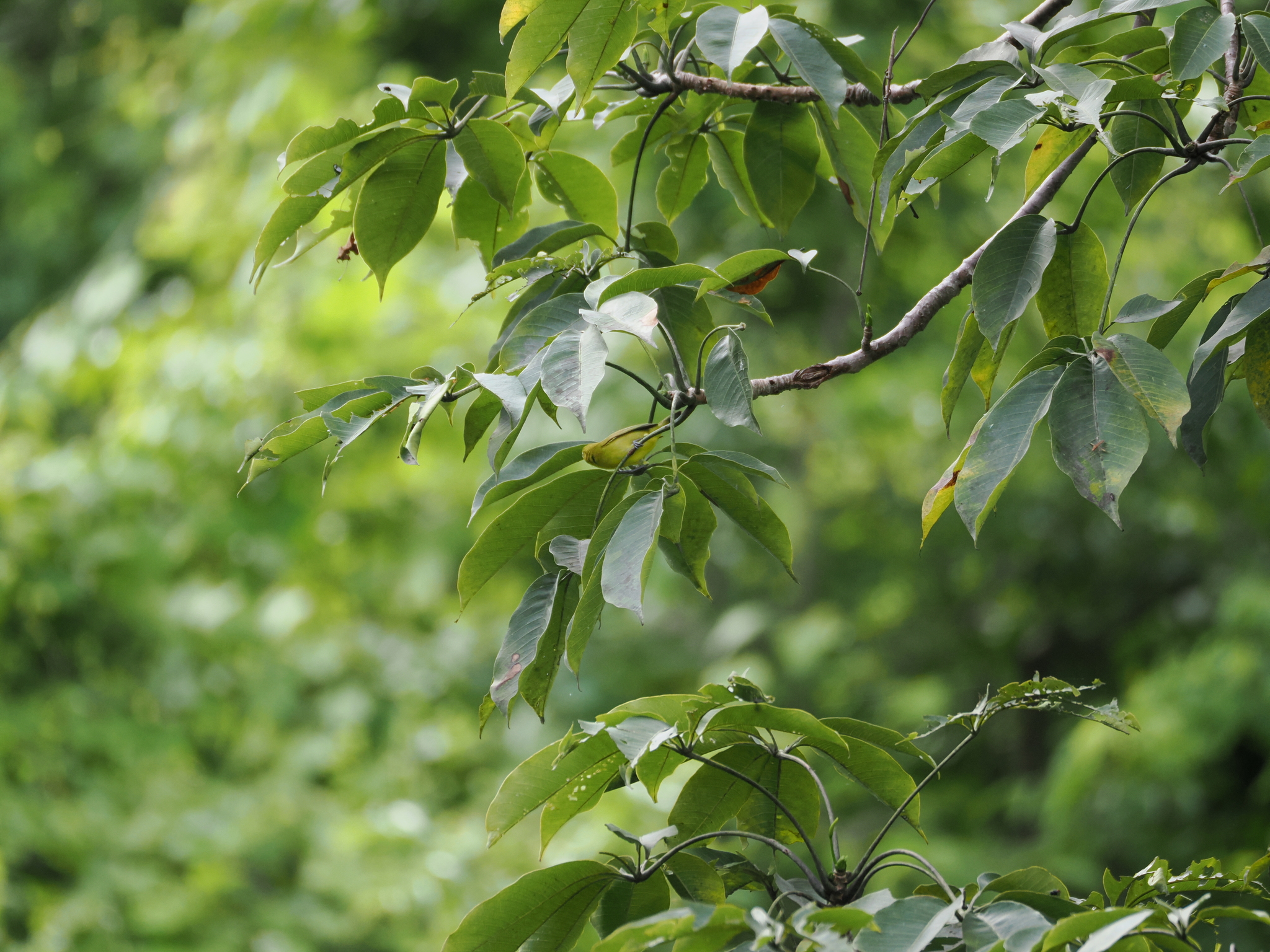 Lemon-bellied White-eye (Zosterops chloris), photo 2