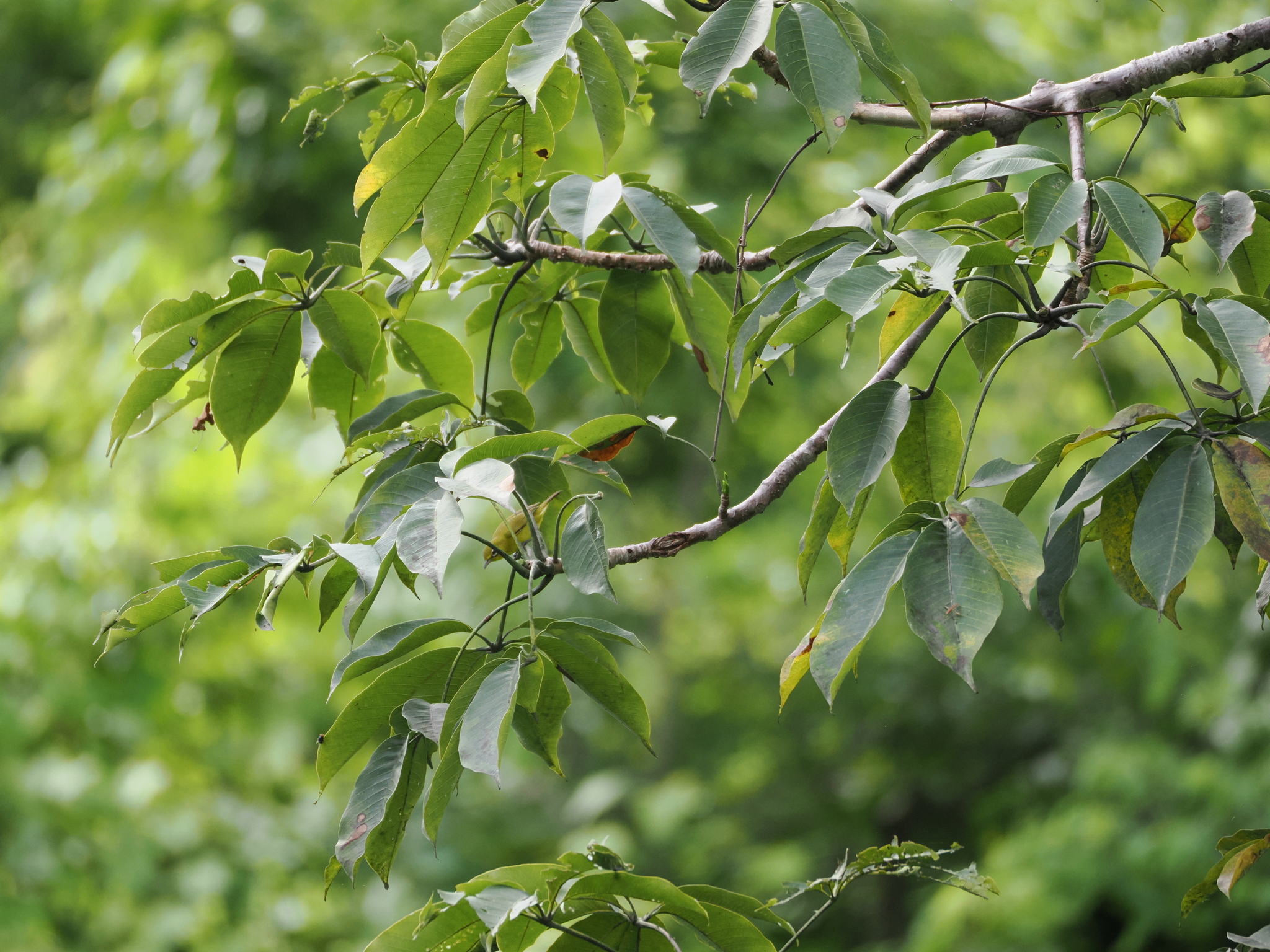 Lemon-bellied White-eye (Zosterops chloris), photo 1