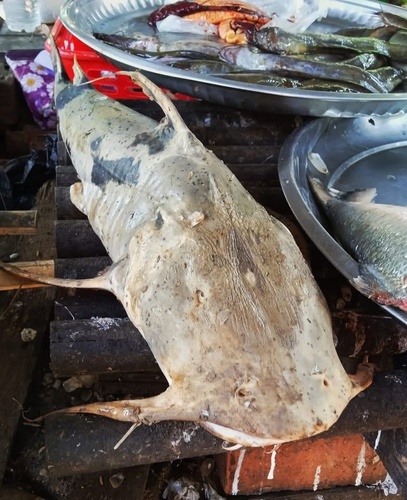 Bagarius dolichonema