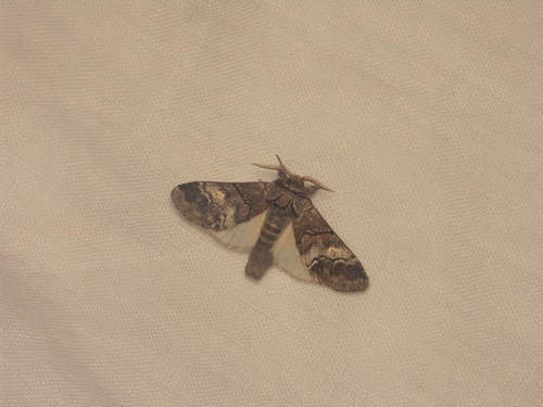 Drymonia querna