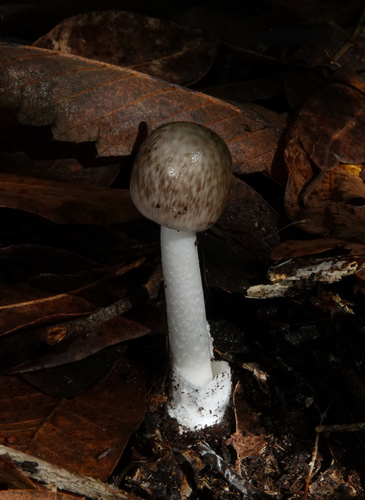 Marbled Death Cap