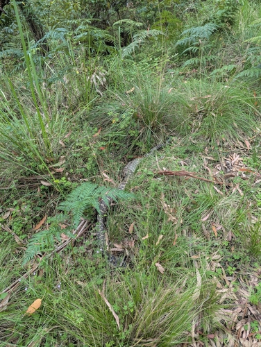 Coastal Carpet Python sighting