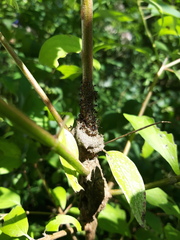 Crematogaster cerasi