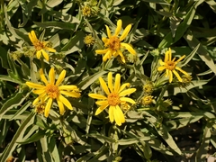Arnica longifolia