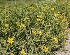 Arnica longifolia