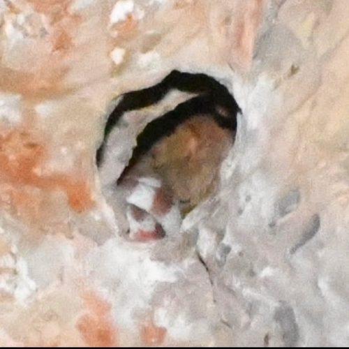 Brown Tree Snake sighting