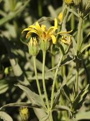 Arnica longifolia
