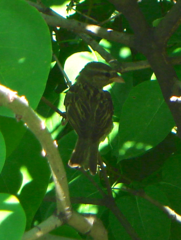 Passer domesticus