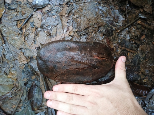 Foto de Caroba-roxa
