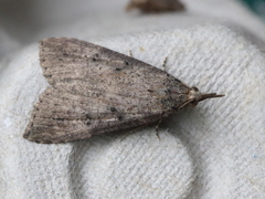 Hypena humuli