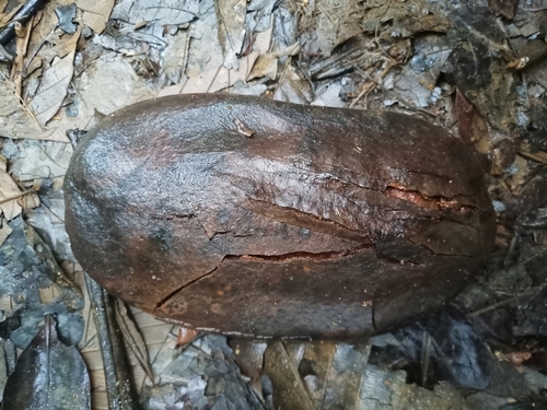 Foto de Caroba-roxa