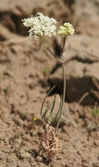 Perideridia gairdneri