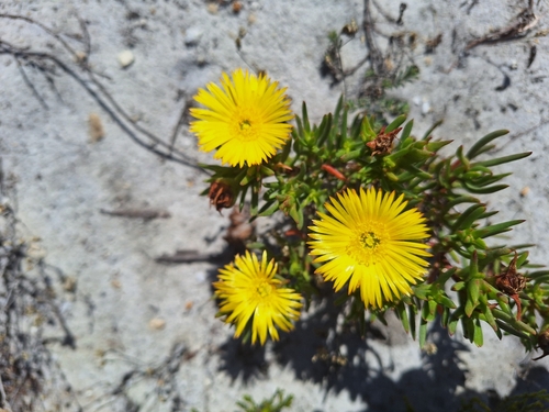 Image of Lampranthus bicolor by (c) Adele SL, some rights reserved (CC BY)