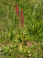 Rumex paucifolius