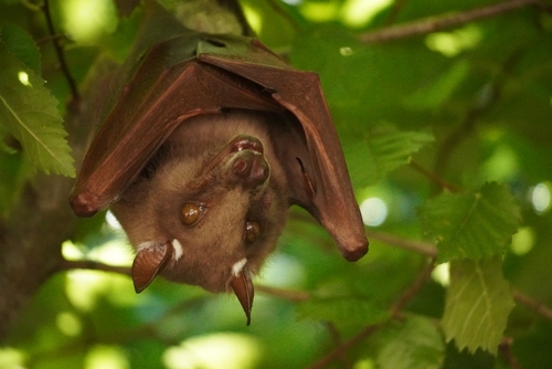 Wahlberg's Epauletted Fruit Bat