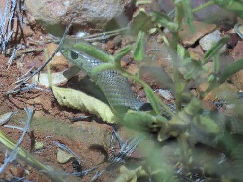 Eastern Brown Snake sighting
