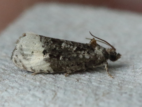 Green Budworm Moth, photo 9 of 10