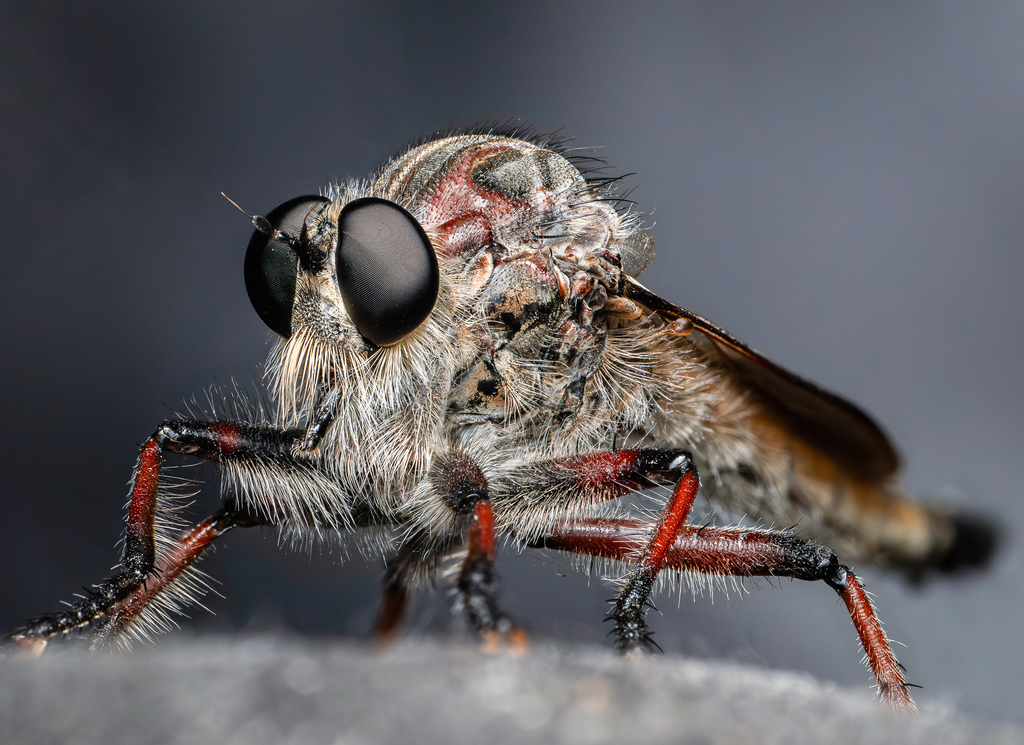 Neoaratus hercules