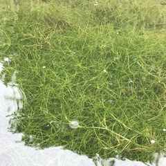 Potamogeton foliosus