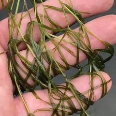 Potamogeton foliosus
