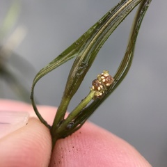 Potamogeton foliosus