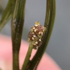 Potamogeton foliosus